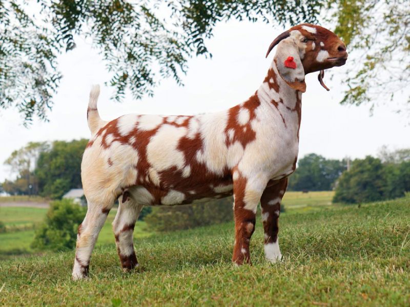 Safari - Boer Goat Fullblood Doe