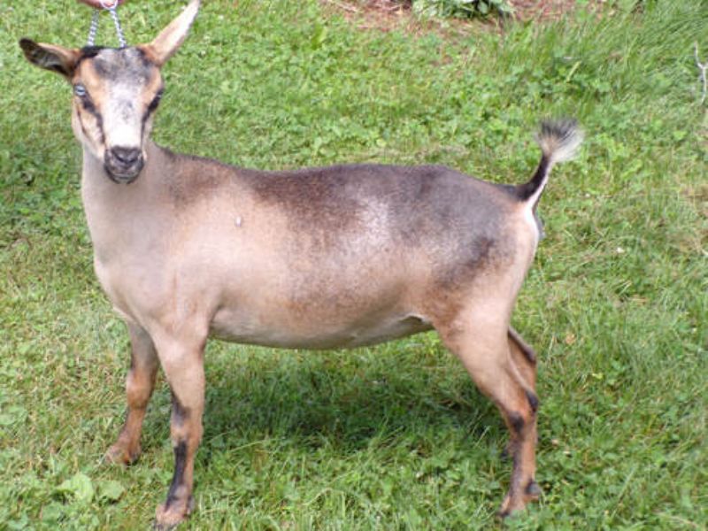 Naomi - Nigerian Dwarf Goat Doe