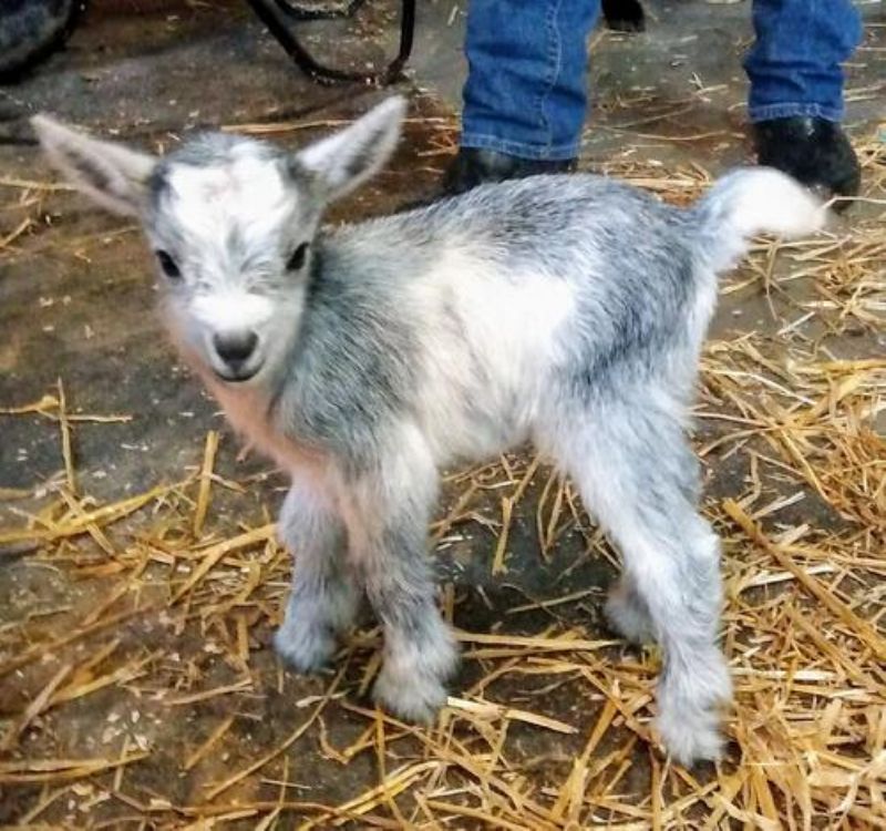 Spritz - Nigerian Dwarf Goat Doe