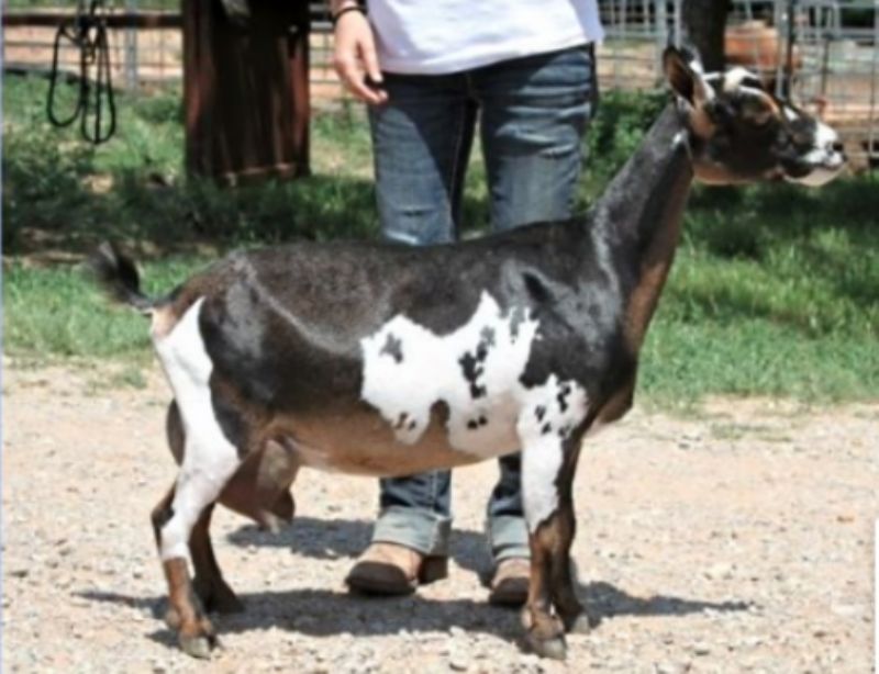 Paloma - Nigerian Dwarf Goat Doe