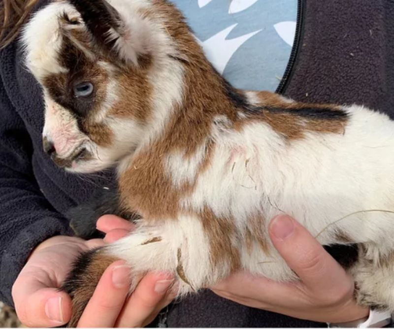 7 Springs Farms Sioux - Nigerian Dwarf Goat Doe