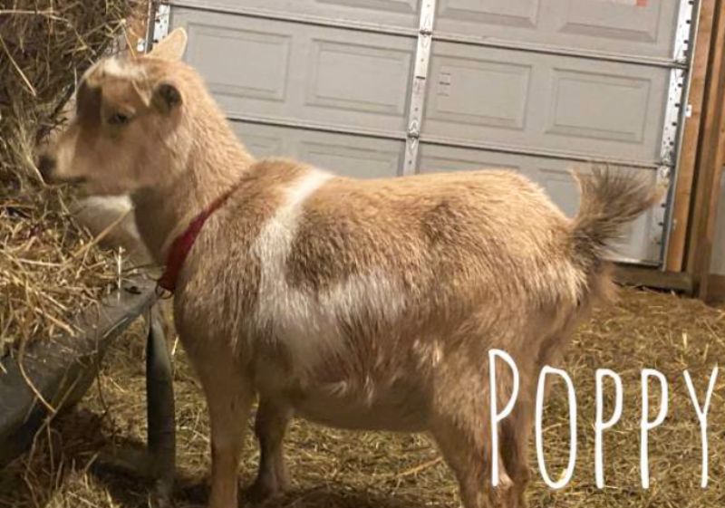 Poppy - Nigerian Dwarf Goat Doe