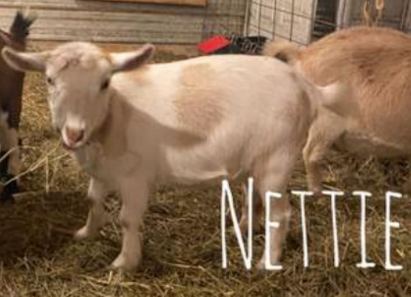 Nettie - Nigerian Dwarf Goat Doe