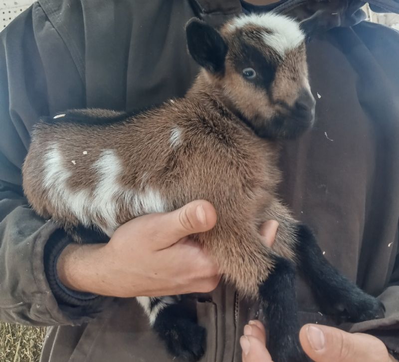 Chamoisee buck kid blue eyes at least one moonspot - Nigerian Dwarf Goat Buck