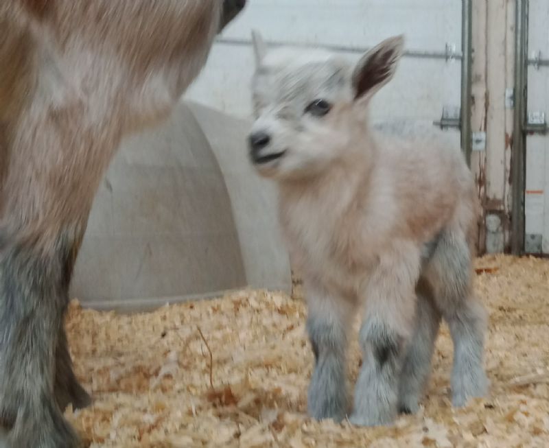 Silver doe kid blue eyes - Nigerian Dwarf Goat Doe