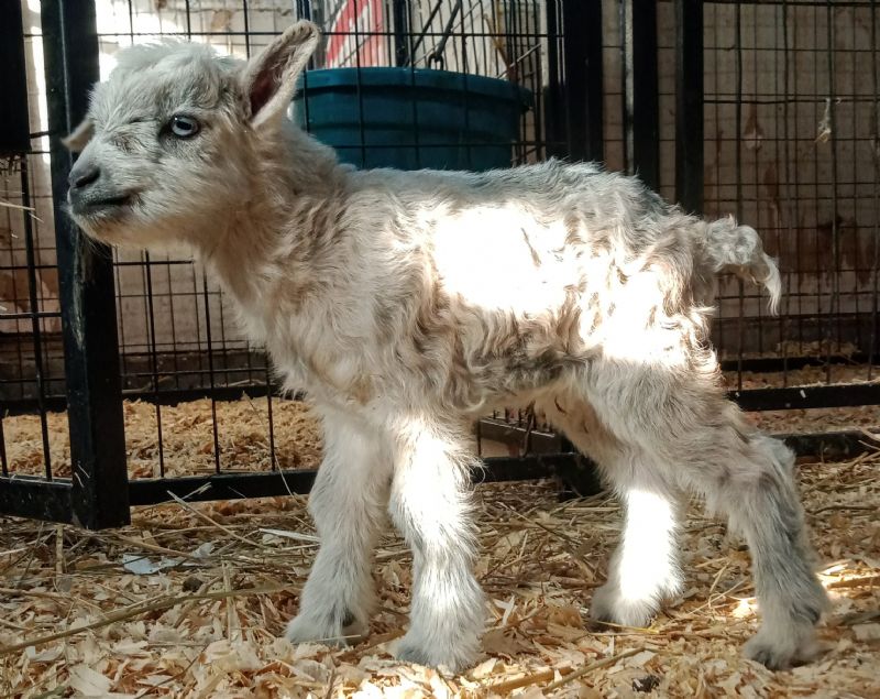 Silver blue eyed buck kid - Nigerian Dwarf Goat Buck