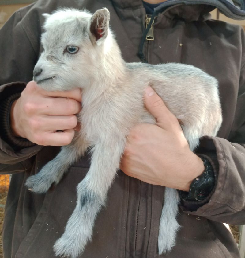 Silver doe kid blue eyes - Nigerian Dwarf Goat Doe