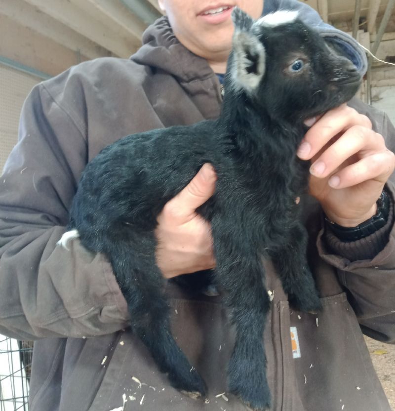 black frosted doe white tail tip. blue eyes. TINY - Nigerian Dwarf Goat Doe