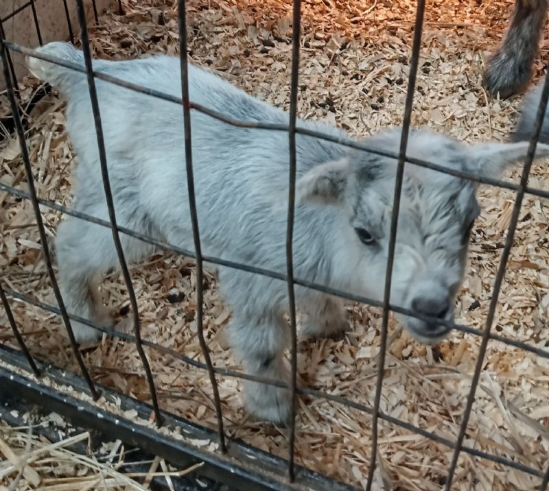 Polled silver buck kid  blue eyes - Nigerian Dwarf Goat Buck