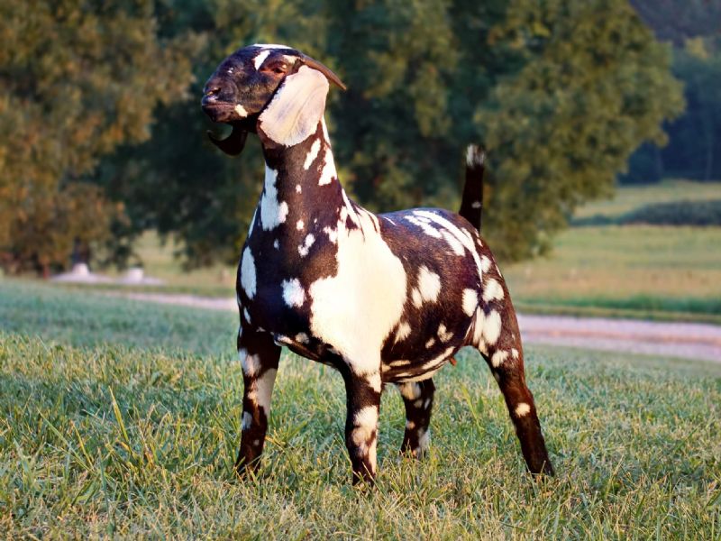 Infatuation - Boer Goat Fullblood Doe
