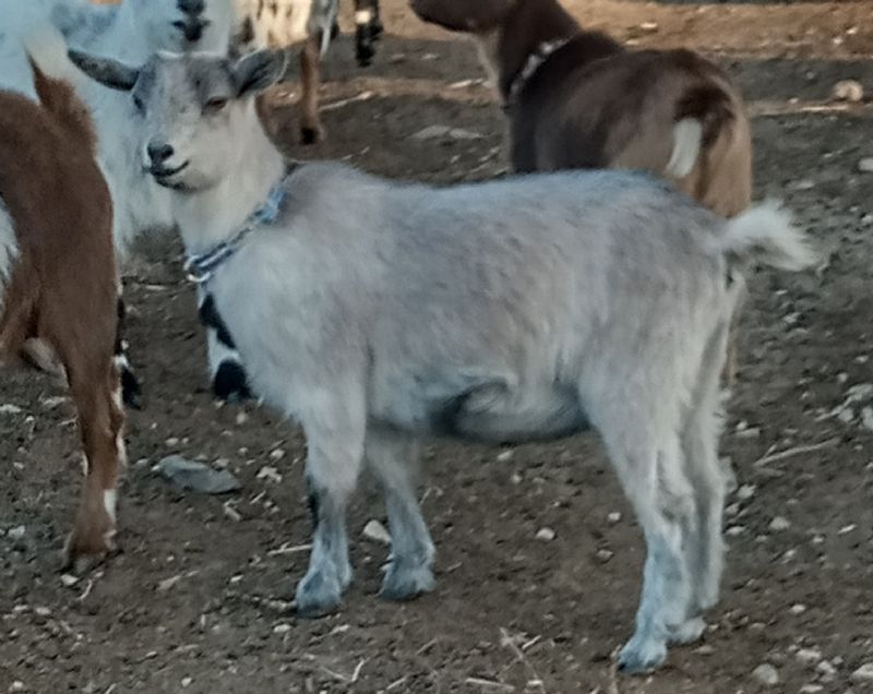 Sabrina - Nigerian Dwarf Goat Doe