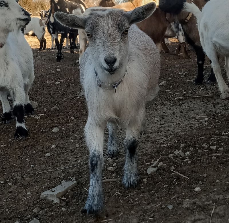 Dreamer's Farm Sabrina - Nigerian Dwarf Goat Doe