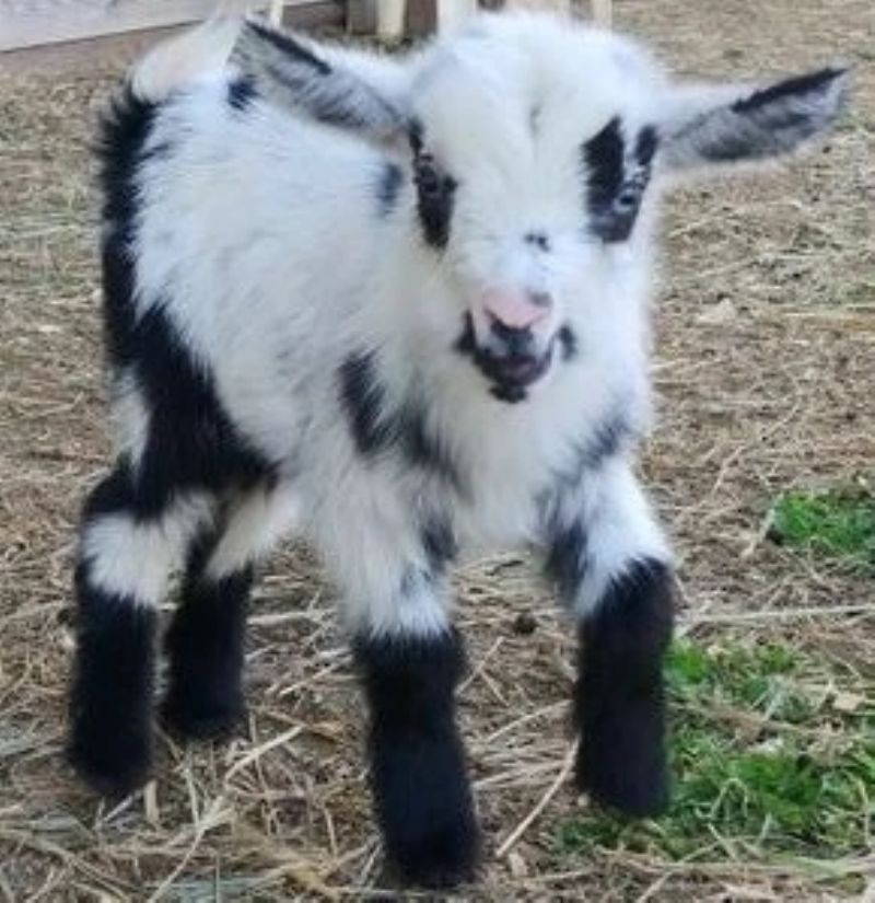Peppermint - Nigerian Dwarf Goat Doe