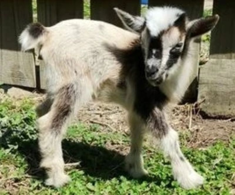 Juniper - Nigerian Dwarf Goat Doe
