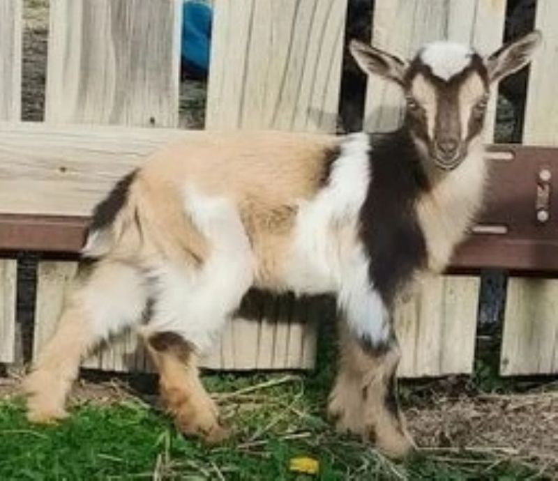Latte - Nigerian Dwarf Goat Doe
