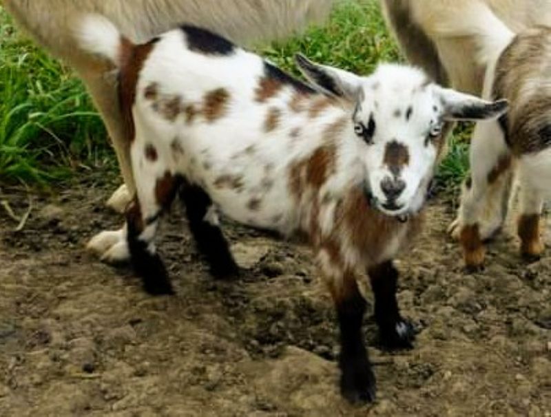 India - Nigerian Dwarf Goat Doe