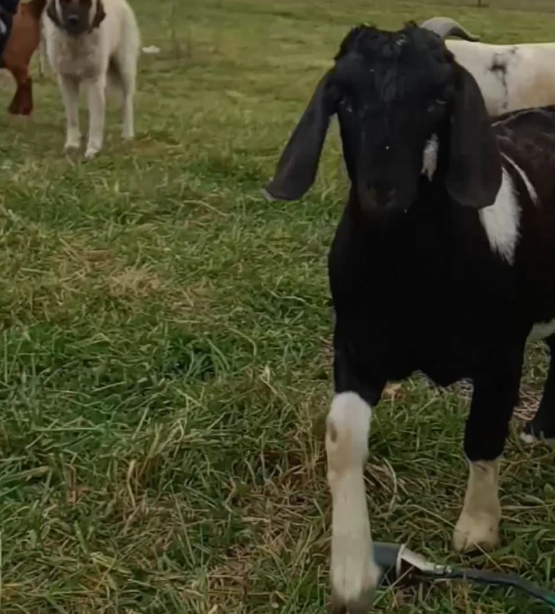 Abalone - Boer Goat Fullblood Doe