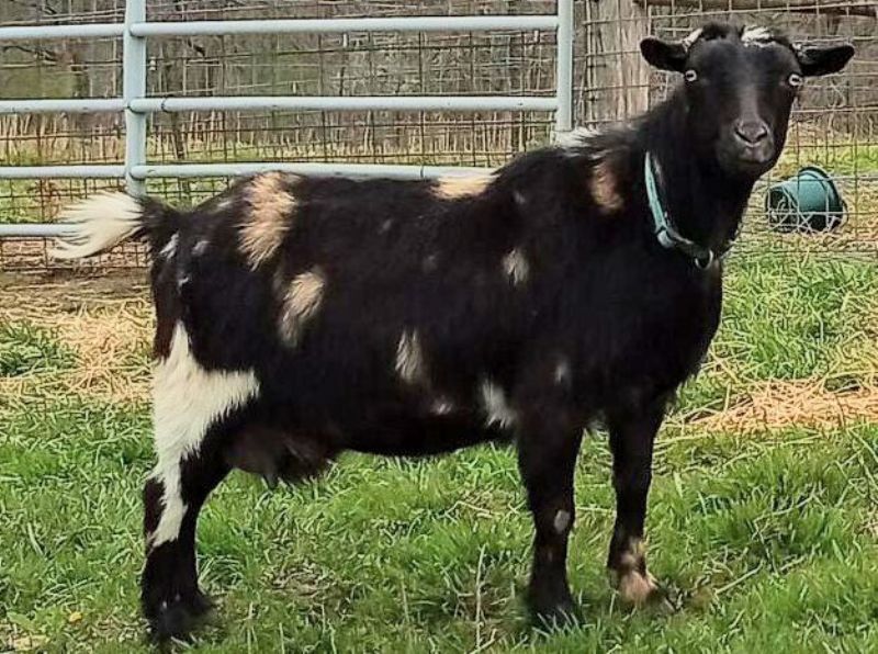 Roxanne - Nigerian Dwarf Goat Doe