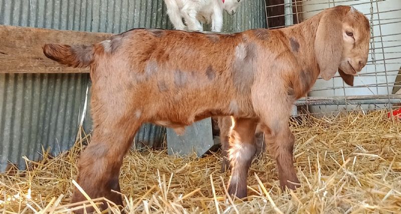 Summer's buck kid #2 - Boer Goat Fullblood Doe