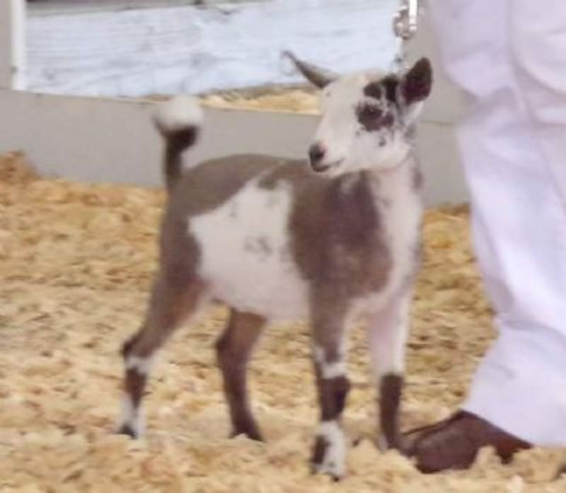 Mocha - Nigerian Dwarf Goat Doe