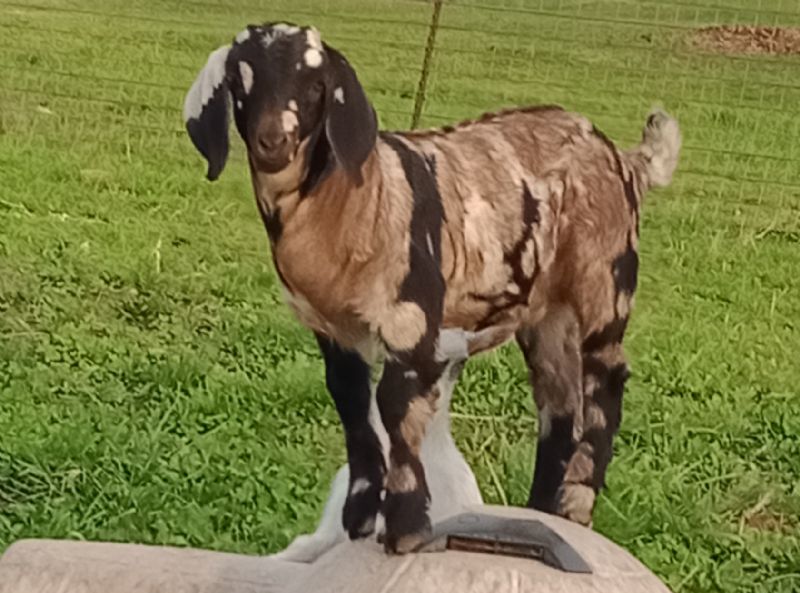Electra - Boer Goat Fullblood Doe