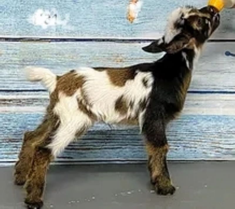 Windmill Acres Farm RTH Maple Confection - Nigerian Dwarf Goat Doe