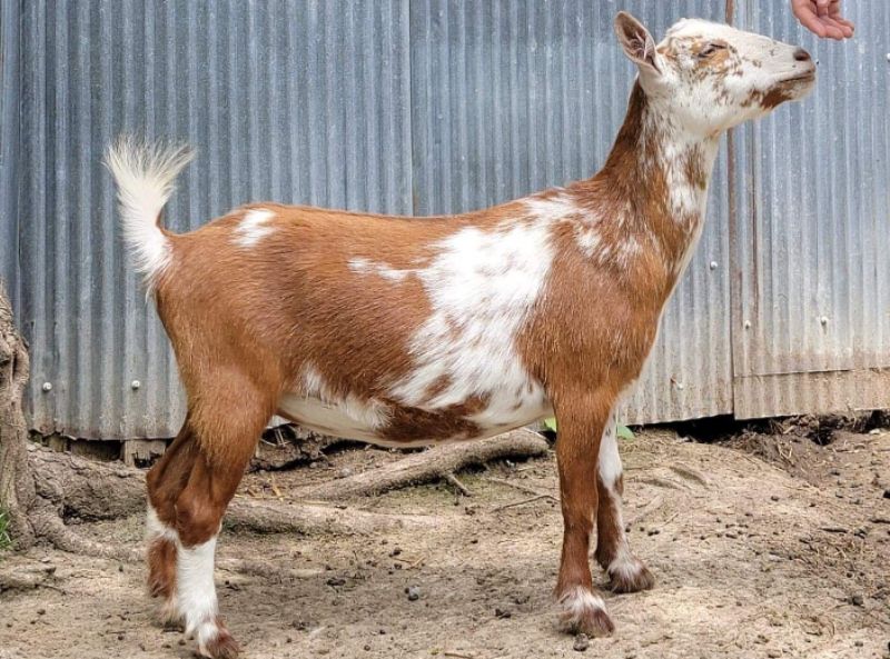 Sassafras - Nigerian Dwarf Goat Doe
