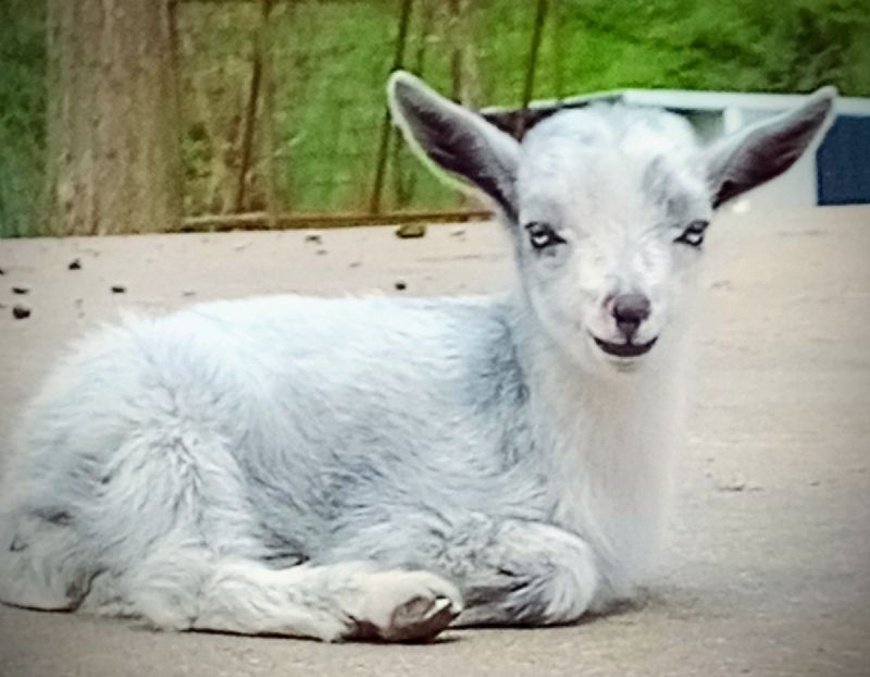 Silvery Moon - Nigerian Dwarf Goat Doe