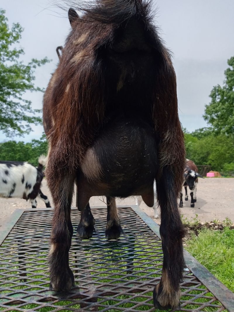 Jolene - Nigerian Dwarf Goat Doe