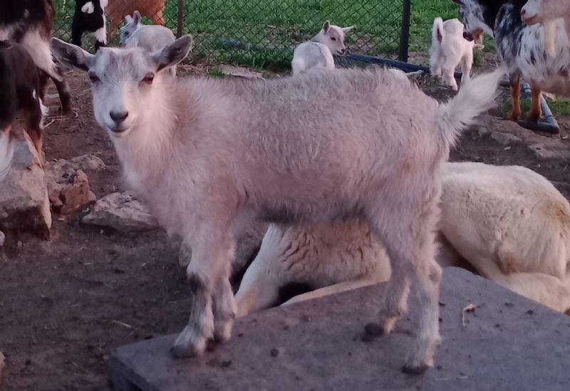 Dovey - Nigerian Dwarf Goat Doe
