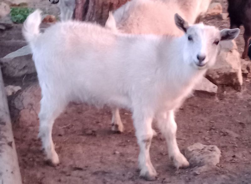Lovey - Nigerian Dwarf Goat Doe