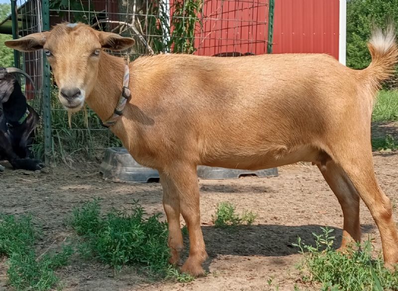 Dreamer's Farm Penelope (Pencil) - Nigerian Dwarf Goat Doe