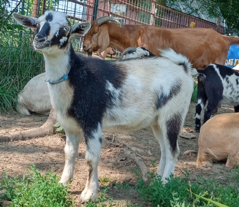 Azalea - Nigerian Dwarf Goat Doe