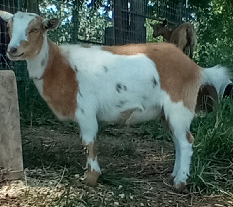 Marmalade - Nigerian Dwarf Goat Doe