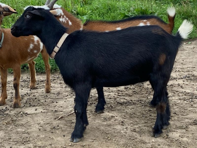 Blackberry - Nigerian Dwarf Goat Doe