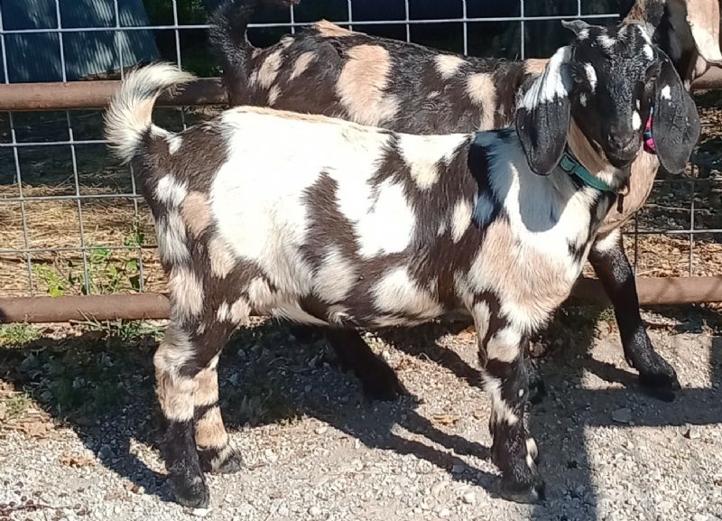 Electra - Boer Goat Fullblood Doe