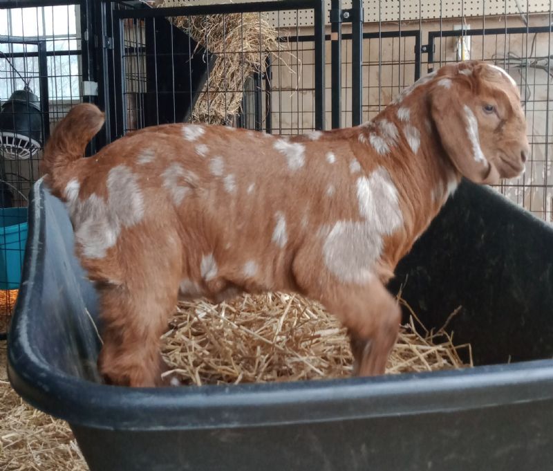 Raspberry - Boer Goat Fullblood Doe