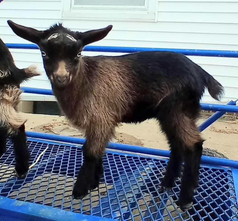 Dreamer's Farm Mimosa - Nigerian Dwarf Goat Doe