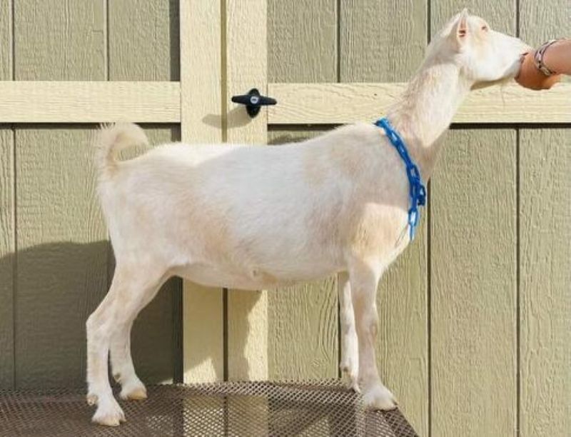 Suitor's RF Poison Ivy - Nigerian Dwarf Goat Doe