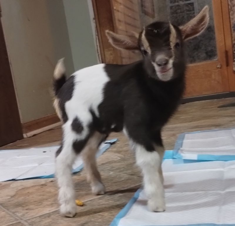 Suitor's EAS Nora - Nigerian Dwarf Goat Doe