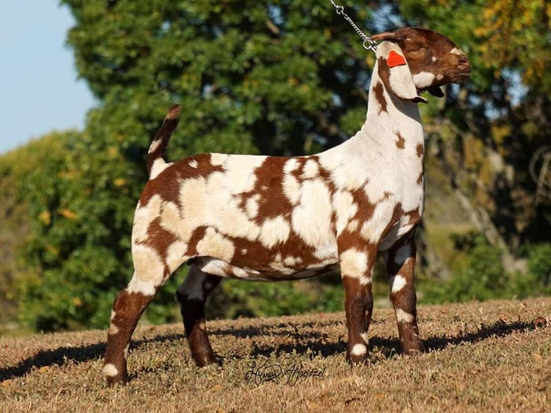Brooke - Boer Goat Fullblood Doe