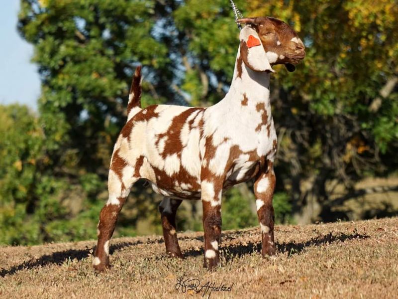 Brooke - Boer Goat Fullblood Doe