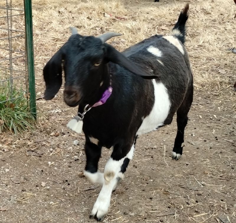 Pearl - Boer Goat Fullblood Doe