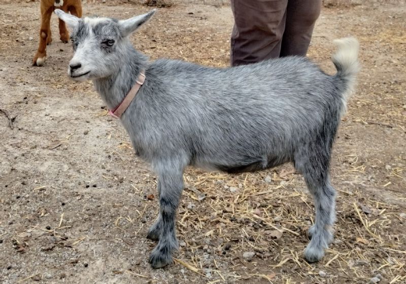 Lone Duck Ranch Celine - Nigerian Dwarf Goat Doe