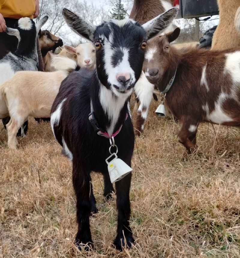 Suitor's BM Fatal Atttaction - Nigerian Dwarf Goat Doe