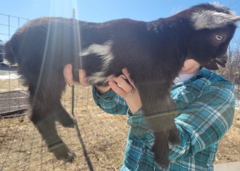 AppleJo Farms Posy - Nigerian Dwarf Goat Doe