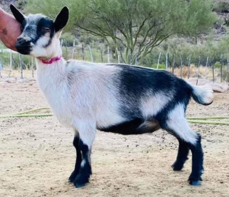 Suitor's NB BoutDamTime - Nigerian Dwarf Goat Doe