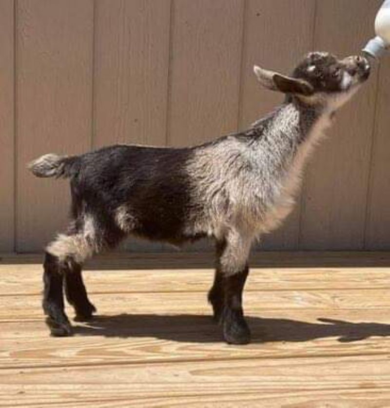 Bet - Nigerian Dwarf Goat Doe