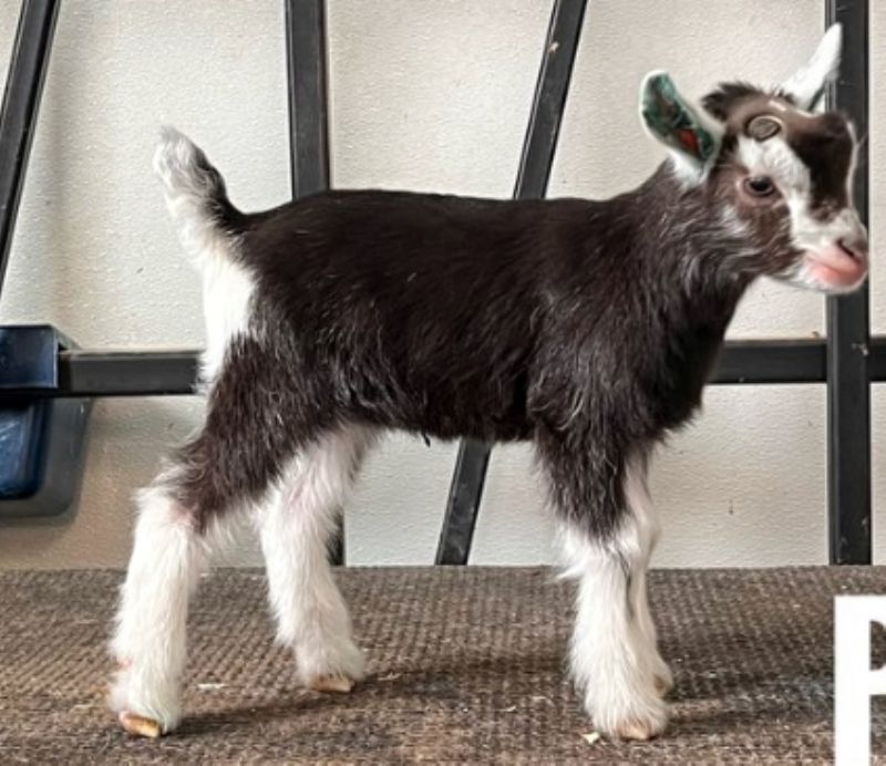 Malloy's TD Dazzle - Nigerian Dwarf Goat Doe