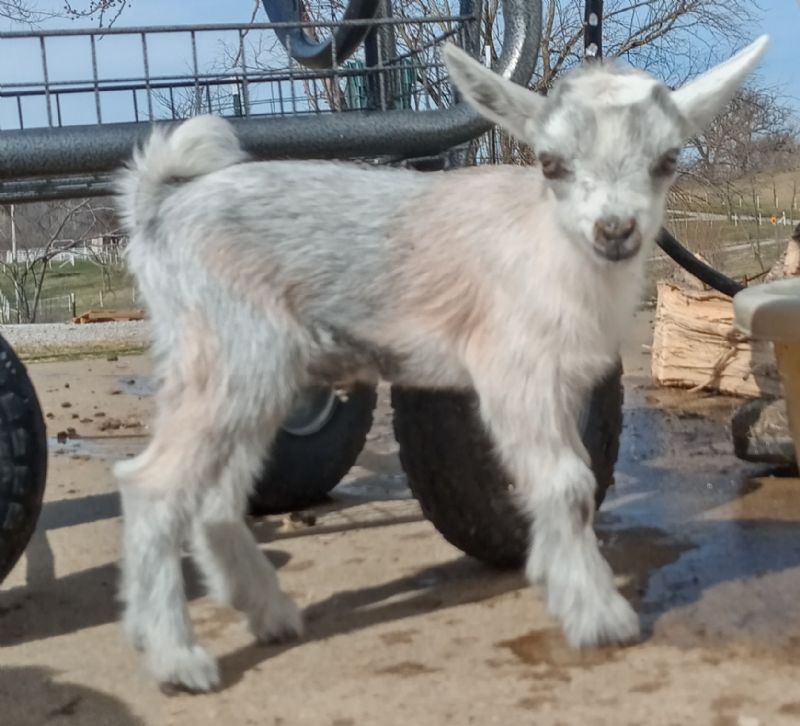 Dreamer's Farm Jocelyn - Nigerian Dwarf Goat Doe